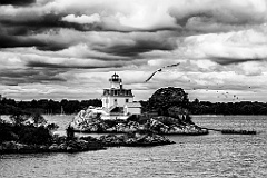 Seagulls Fly Around Pomham Rocks Lighthouse -BW
